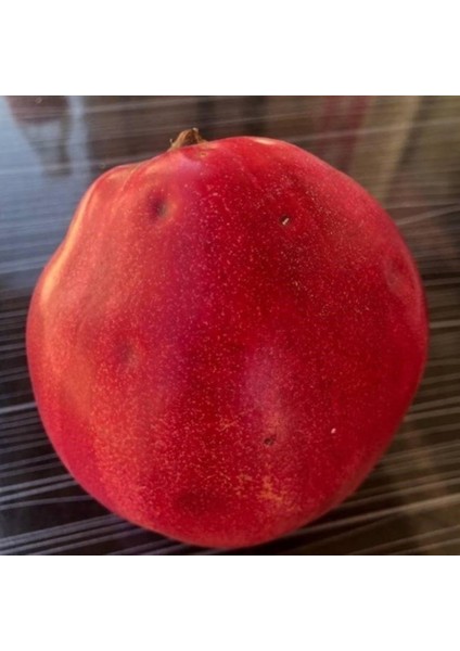 Tüplü Aşılı Tam Bodur Özel Üretim Nadir Kırmızı Ayva Fidanı fiyatları