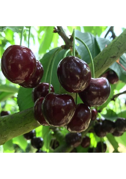 Tüplü Aşılı Tam Bodur Iri Meyveli Nadir Kordia (Cordia) Kiraz Fidanı