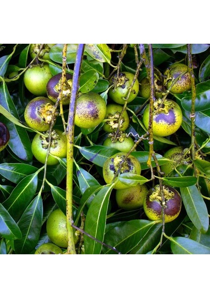 İdea Pazar Tüplü Nadir Çikolata Meyvesi Black Sapote Ağacı Fidanı(10-20 Cm)