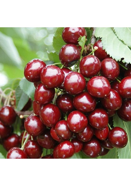 Tüplü Aşılı Tam Bodur Aromatik Sweet Heart Kiraz Fidanı