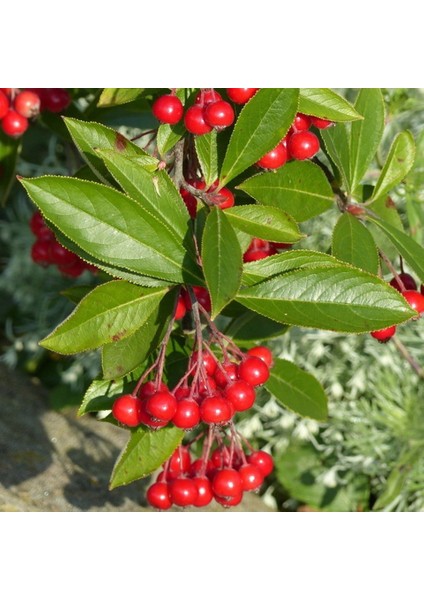 Tüplü Kırmızı Aronya (Red Aronia) Chokoberry Fidanı