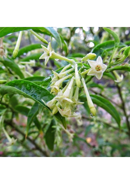 Tüplü Aromatik Melissa (Parfüm Çiçeği) Fidanı