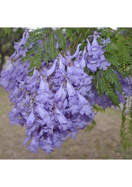 Tüplü Yoğun Kokulu Jakaranda (Jacaranda) Ağacı Fidanı