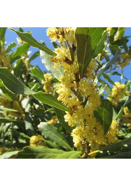 Tüplü Defne Ağacı (Laurus Nobilis) Fidanı