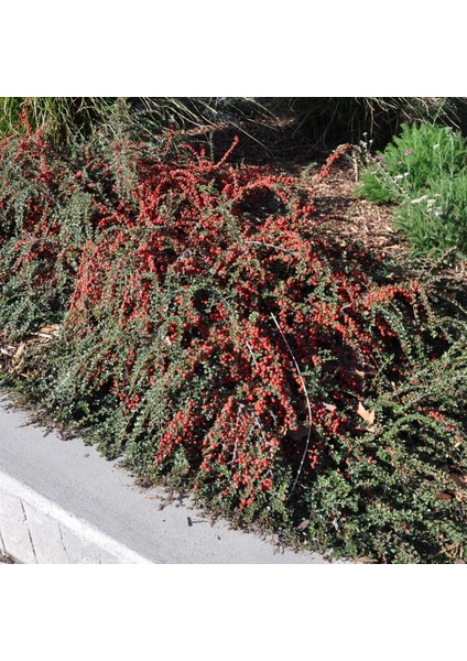 Tüplü Taş Elması Ağacı Fidanı (Cotoneaster)