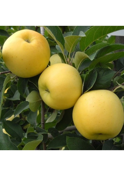 Tüplü Aşılı Tam Bodur Verimli Aromatik Golden Elma Fidanı