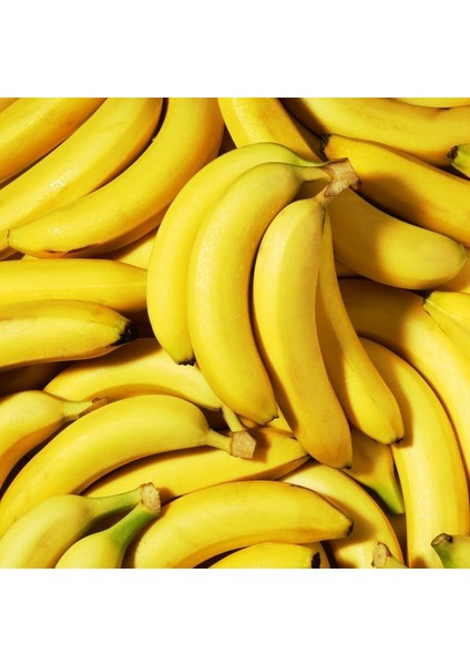 Tüplü Musa Cavendish Bodur Muz Fidanı (Sınırlı Sayı)