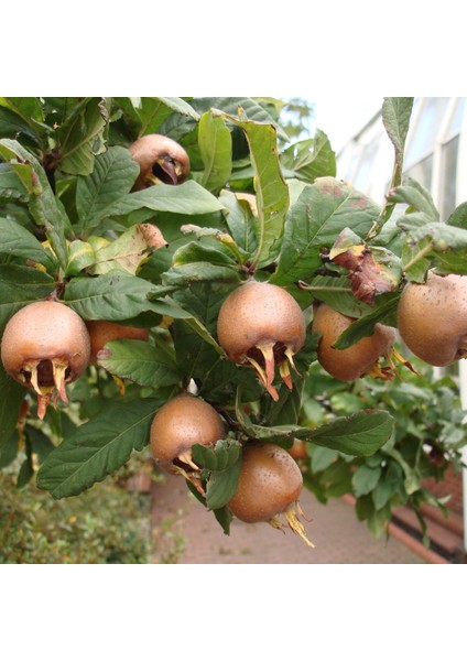 Tüplü Aşılı Jumbo Döngel Muşmula Fidanı (120-150 Cm)