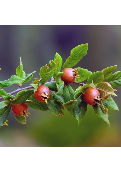 Tüplü Aşılı Jumbo Döngel Muşmula Fidanı (120-150 Cm) fiyatları