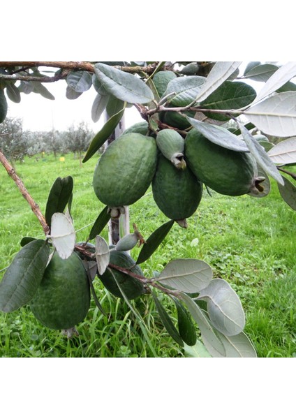 Tüplü Verimli Feijoa (Kaymak Ağacı) Fidanı