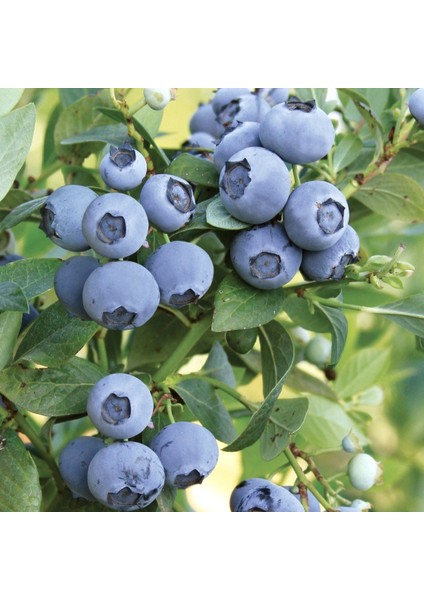 Tüplü Aromatik Verimli Oneal Yaban Mersini Likapa Blueberry Fidanı