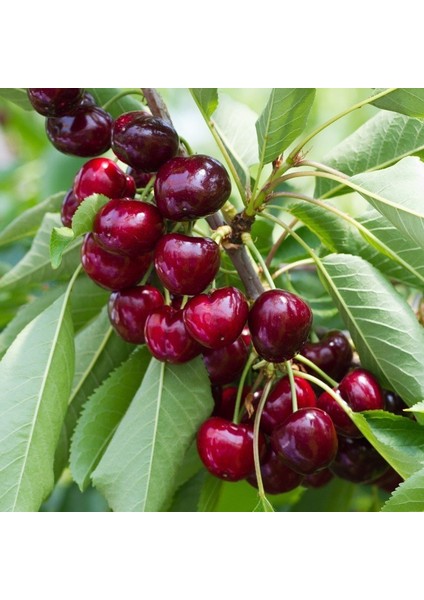 Tüplü Aşılı Nadir Çeşit Iri Meyveli Noir De Guben Kiraz Fidanı