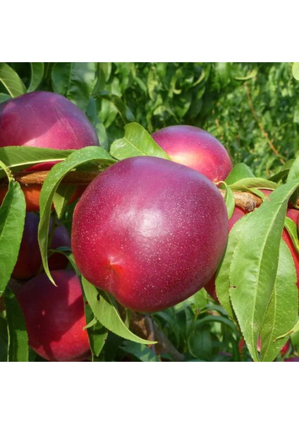 Tüplü Aşılı Verimli Iri Meyveli Big Bang Nektarin Fidanı
