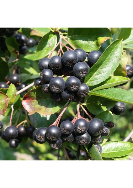 Tüplü Siyah Aronya (Black Aronia) Chokoberry Fidanı (15-20 Cm)
