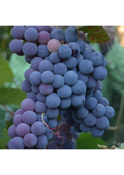 Tüplü Geleneksel Alicante Bousche Üzüm Asma-Bağ Fidanı