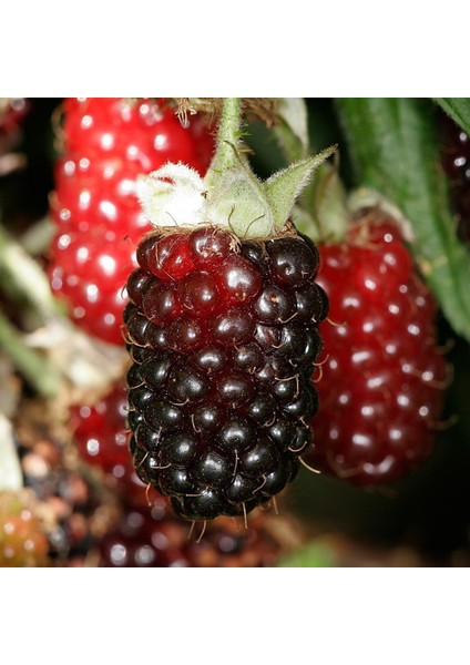 Tüplü Özel Üretim Verimli Melez Boysenberry Böğürtlen Fidanı