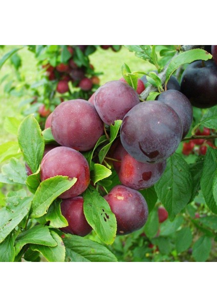 İdea Pazar Tüplü Aşılı Erkenci Yarıbodur Red Beauty Japon Erik Fidanı