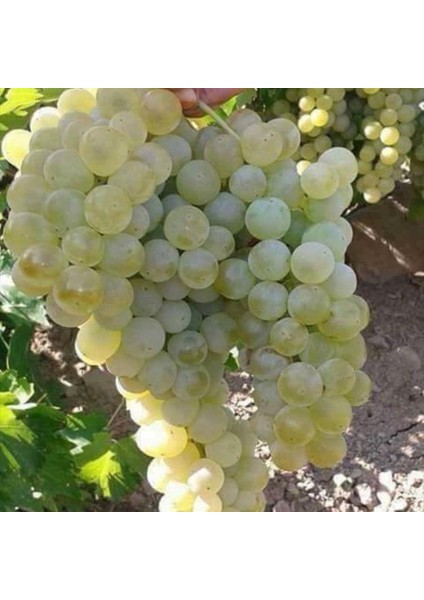 Tüplü Kokulu Sauvignon Blanc Üzüm Asma-Bağ Fidanı