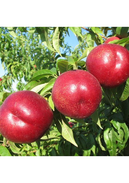 Tüplü Aşılı Erkenci Verimli Zinkal-7 (Zincal-7) Nektarin Fidanı