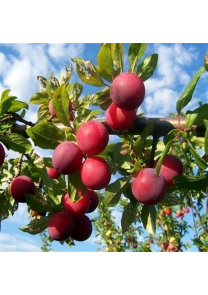 Tüplü Aşılı Nadir Bulunan Bol Verimli Pioneer Erik Fidanı