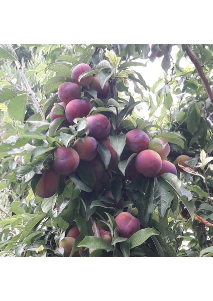 Tüplü Aşılı Verimli Aromatik Formosa Japon Erik Fidanı