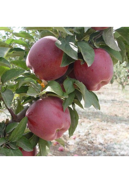 Tüplü Aşılı Bol Verimli Iri Meyveli Scarlet Spur Elma Fidanı