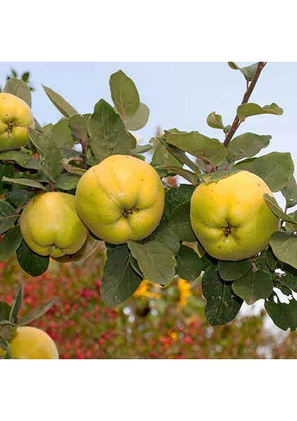 Tüplü Aşılı Yarıbodur Verimli Ege 22 Istanbul Ayvası Ayva Fidanı