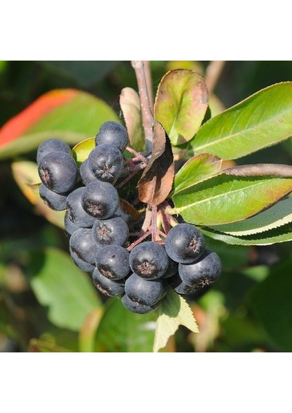 Tüplü Siyah Aronya Aronia Chokeberry Fidanı(10-20 Cm)
