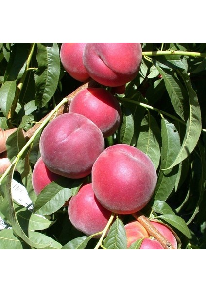 Tüplü Aşılı Kendine Verimli Leziz Red Elegant Şeftali Fidanı