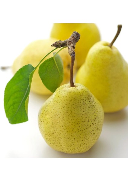 Tüplü Aşılı Bol Verimli Aromatik Williams Bartlett Armut Fidanı