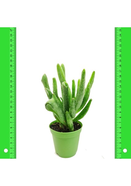 Crassula Ovata Gollum Shrek Sukulent(5.5 Luk Saksıda) fiyatları
