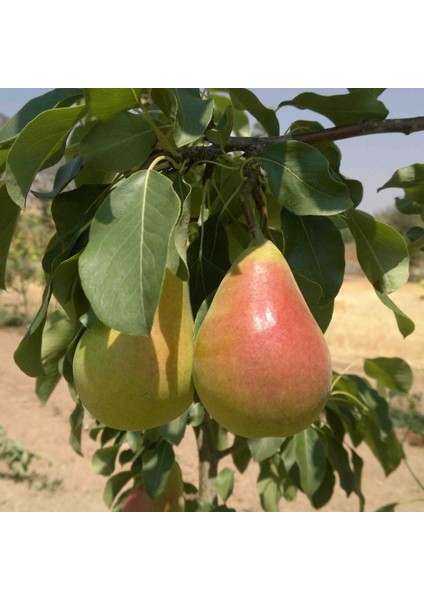 Tüplü Aşılı Yarıbodur Erkenci Etruşka (Etrusca) Armut Fidanı
