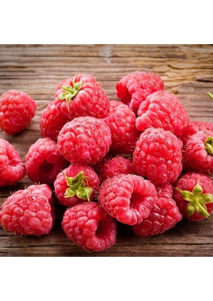 Tüplü Bol Verimli Aromatik Yediveren Ahududu Fidanı