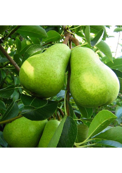 Tüplü Aşılı Nadir Bulunan Hoş Kokulu Bahribey Armut Fidanı