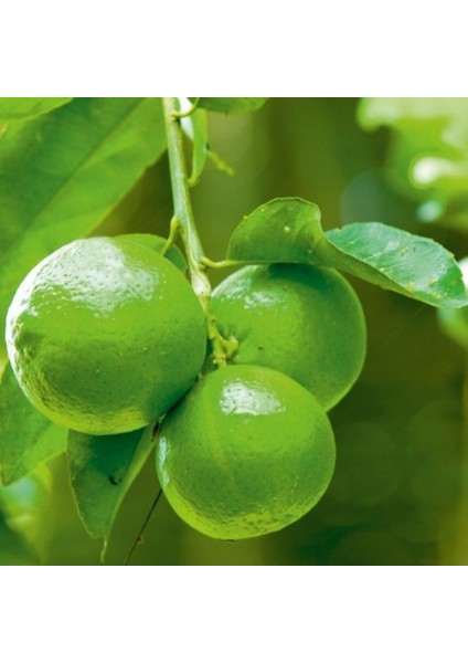 Tüplü Aşılı Lime Quat (Çekirdeksiz Misket Limon) Fidanı