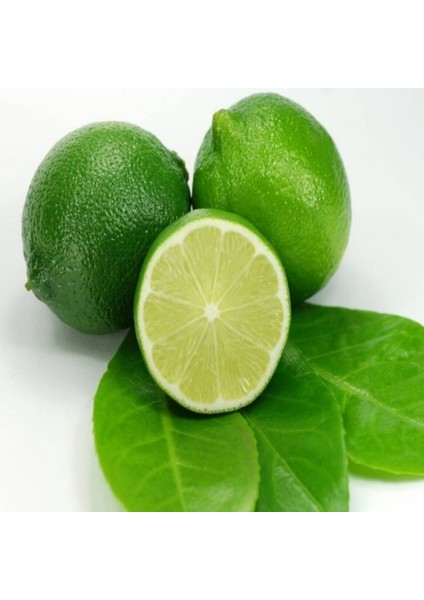 Tüplü Aşılı Nadir Bulunan Meksika Lime (Misket Limon) Fidanı