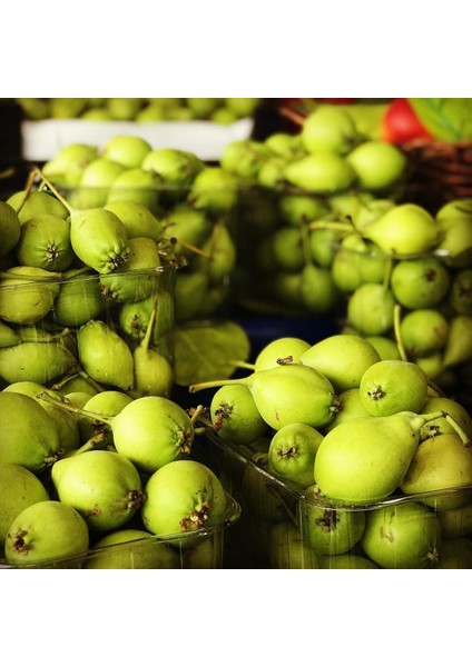 Tüplü Aşılı Verimli Aromatik Erkenci Akça Armut Fidanı