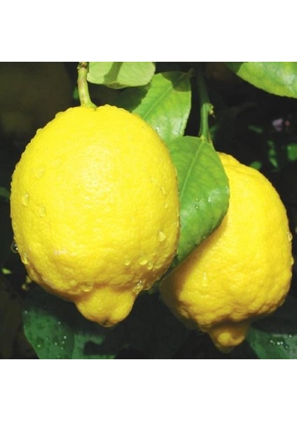 Tüplü Aşılı Bol Verimli Euroka Limon Fidanı