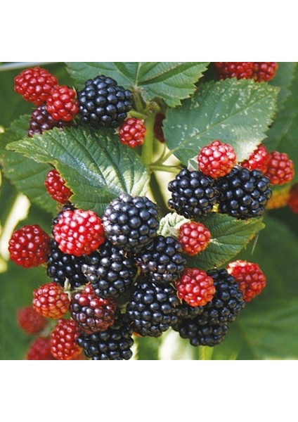Tüplü Dikensiz Bol Verimli Jumbo Böğürtlen Fidanı