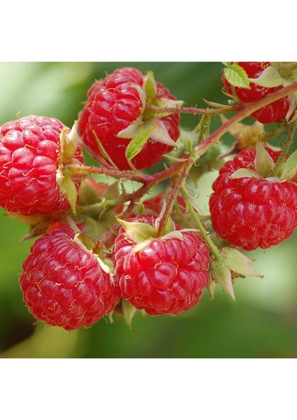 Tüplü Kokulu Aromatik Yüksek Verimli Aksu Pembesi Ahududu Fidanı