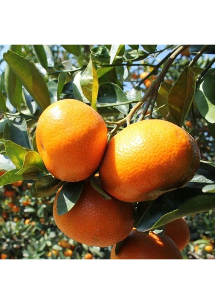 Tüplü Aşılı Bol Verimli Aromatik W.murcott Mandalin Fidanı