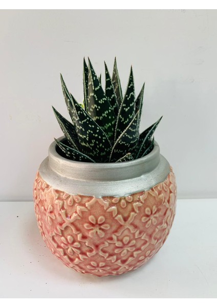 Pembe Saksıda Aloe Tiki