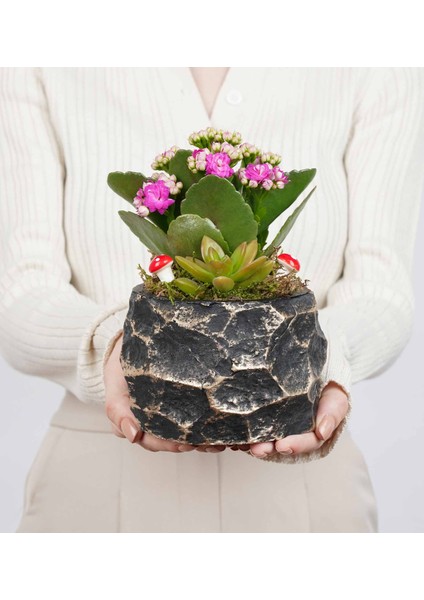 Midas Siyah Altın Saksı modelleri