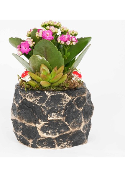 Midas Siyah Altın Saksı fırsatları