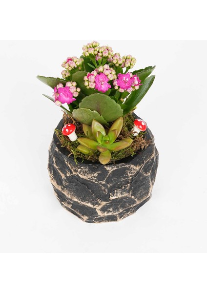 Midas Siyah Altın Saksı indirimleri