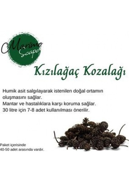 Kızılagac Kozalağı