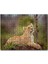 Dişi Genç Aslan 1000 Parça Puzzle Yapboz Mdf(Ahşap) 1