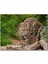 Çayırdaki Leopar Pusuda 120 Parça Puzzle Yapboz Mdf (Ahşap) 1