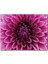 Pembe Dahlia Çiçeği Yakın Plan 120 Parça Puzzle Yapboz Mdf (Ahşap) 1