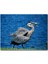 Balıkçıl ve Ağzında Yemeği 255 Parça Puzzle Yapboz Mdf (Ahşap) 1